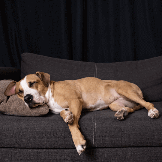The Real CBD Blog Can CBD Calm Your Dog 1
