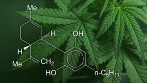 How is CBD Oil Made