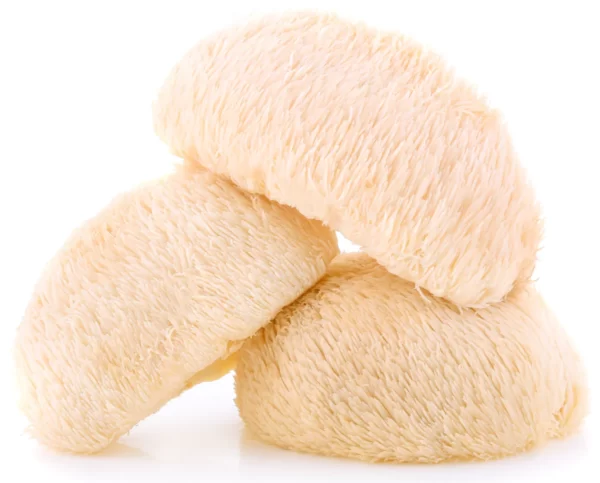lions mane mushroom extract powder organic mushroom powders z natural foods 5 lbs 824686 900x