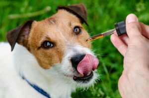 cbd for dogs 8